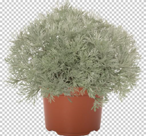Pelyněk Schmidtův 'Silver Mound' - Artemisia schmidtiana 'Silver Mound'