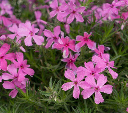 Plamenka šídlovitá 'Spring Hot Pink' - Phlox subulata 'Spring Hot Pink'