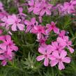 Plamenka šídlovitá 'Spring Hot Pink' - Phlox subulata 'Spring Hot Pink'