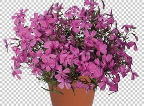 Plamenka šídlovitá 'Spring Light Pink' - Phlox subulata 'Spring Light Pink'