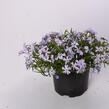 Plamenka šídlovitá 'Spring Lilac' - Phlox subulata 'Spring Lilac'