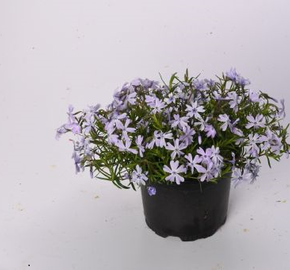 Plamenka šídlovitá 'Spring Lilac' - Phlox subulata 'Spring Lilac'