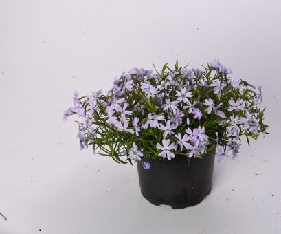 Plamenka šídlovitá 'Spring Lilac' - Phlox subulata 'Spring Lilac'