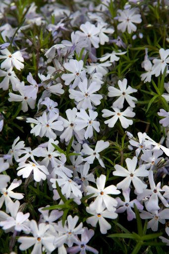 Plamenka šídlovitá 'Spring Lavender' - Phlox subulata 'Spring Lavender'