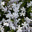 Plamenka šídlovitá 'Spring Lavender' - Phlox subulata 'Spring Lavender'