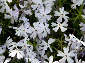 Plamenka šídlovitá 'Spring Lavender' - Phlox subulata 'Spring Lavender'