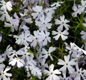 Plamenka šídlovitá 'Spring Lavender' - Phlox subulata 'Spring Lavender'