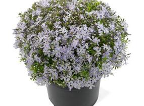 Plamenka šídlovitá 'Spring Lavender' - Phlox subulata 'Spring Lavender'