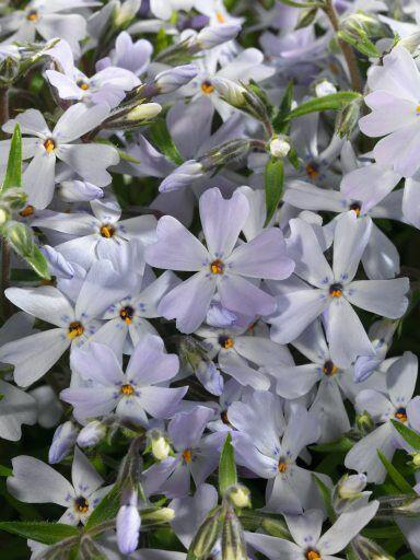 Plamenka šídlovitá 'Spring Lavender' - Phlox subulata 'Spring Lavender'
