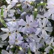 Plamenka šídlovitá 'Spring Lavender' - Phlox subulata 'Spring Lavender'