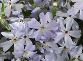 Plamenka šídlovitá 'Spring Lavender' - Phlox subulata 'Spring Lavender'