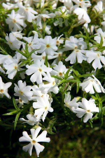 Plamenka šídlovitá 'Spring White' - Phlox subulata 'Spring White'