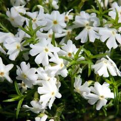 Plamenka šídlovitá 'Spring White' - Phlox subulata 'Spring White'