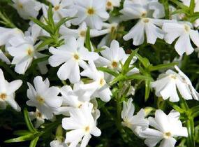 Plamenka šídlovitá 'Spring White' - Phlox subulata 'Spring White'