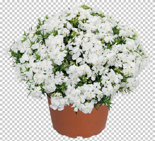 Plamenka šídlovitá 'Spring White' - Phlox subulata 'Spring White'