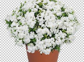 Plamenka šídlovitá 'Spring White' - Phlox subulata 'Spring White'