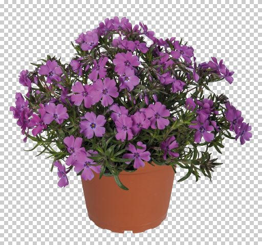 Plamenka šídlovitá 'Spring Purple' - Phlox subulata 'Spring Purple'