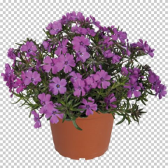 Plamenka šídlovitá 'Spring Purple' - Phlox subulata 'Spring Purple'