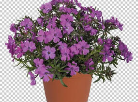 Plamenka šídlovitá 'Spring Purple' - Phlox subulata 'Spring Purple'