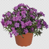 phlox-subulata-spring-purple.png