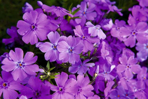 Plamenka šídlovitá 'Spring Purple' - Phlox subulata 'Spring Purple'