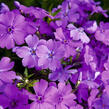 Plamenka šídlovitá 'Spring Purple' - Phlox subulata 'Spring Purple'