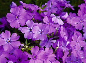 Plamenka šídlovitá 'Spring Purple' - Phlox subulata 'Spring Purple'