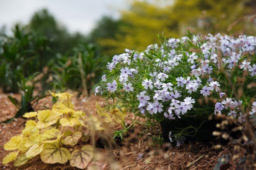 Plamenka šídlovitá 'Spring Blue' - Phlox subulata 'Spring Blue'