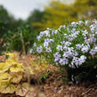 Plamenka šídlovitá 'Spring Blue' - Phlox subulata 'Spring Blue'