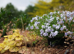 Plamenka šídlovitá 'Spring Blue' - Phlox subulata 'Spring Blue'