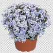 Plamenka šídlovitá 'Spring Blue' - Phlox subulata 'Spring Blue'