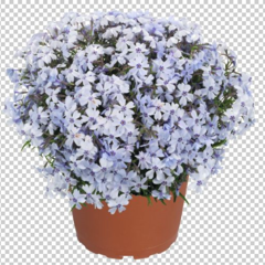 Plamenka šídlovitá 'Spring Blue' - Phlox subulata 'Spring Blue'