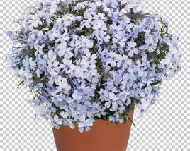 Plamenka šídlovitá 'Spring Blue'