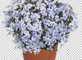 Plamenka šídlovitá 'Spring Blue' - Phlox subulata 'Spring Blue'