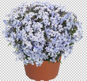 Plamenka šídlovitá 'Spring Blue'