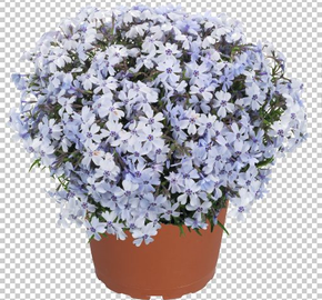 Plamenka šídlovitá 'Spring Blue' - Phlox subulata 'Spring Blue'