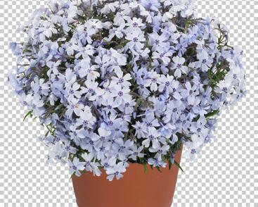 Plamenka šídlovitá 'Spring Blue'