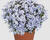Plamenka šídlovitá 'Spring Blue'