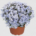 plamenka-sidlovita-spring-blue.png