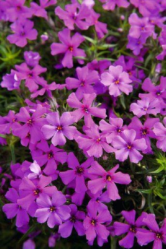 Plamenka šídlovitá 'Spring Dark Pink' - Phlox subulata 'Spring Dark Pink'