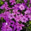 Plamenka šídlovitá 'Spring Dark Pink' - Phlox subulata 'Spring Dark Pink'