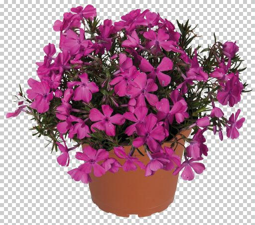 Plamenka šídlovitá 'Spring Dark Pink' - Phlox subulata 'Spring Dark Pink'