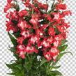 Dračík 'Pep Talk Red' - Penstemon hartwegii 'Pep Talk Red'