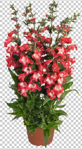 Dračík 'Pep Talk Red' - Penstemon hartwegii 'Pep Talk Red'
