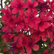 Plamenka latnatá 'Early Red' - Phlox paniculata 'Early Red'