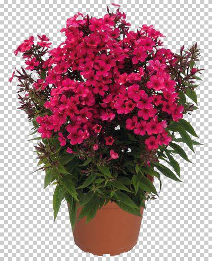 Plamenka latnatá 'Early Red' - Phlox paniculata 'Early Red'