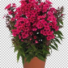 Plamenka latnatá 'Early Red' - Phlox paniculata 'Early Red'