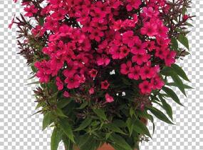 Plamenka latnatá 'Early Red' - Phlox paniculata 'Early Red'