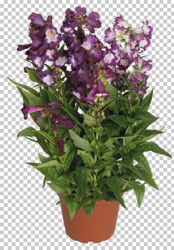 Dračík 'Pep Talk Purple' - Penstemon hartwegii 'Pep Talk Purple'