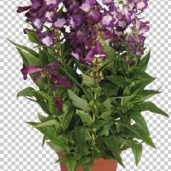 Dračík 'Pep Talk Purple' - Penstemon hartwegii 'Pep Talk Purple'